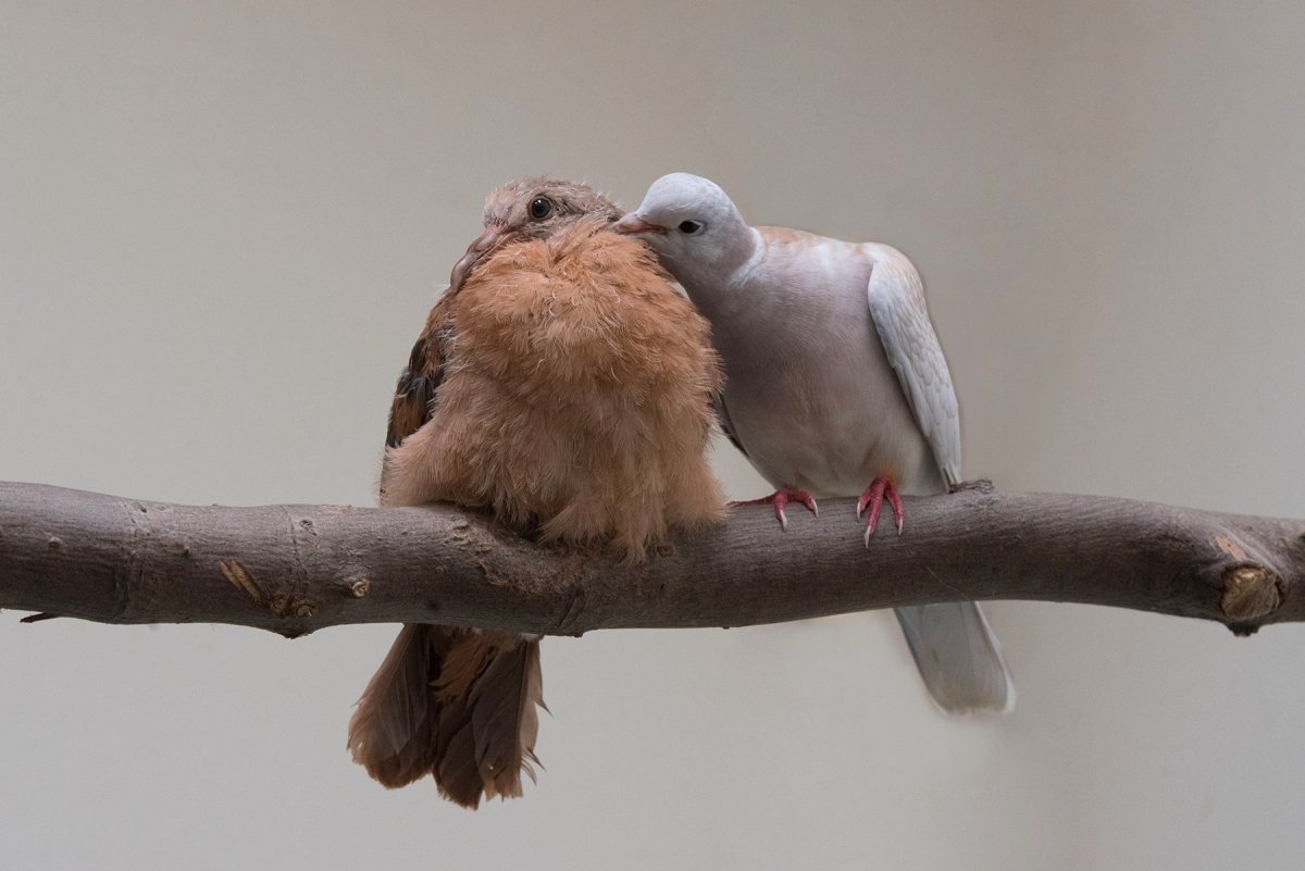 Хохочущая Горлица