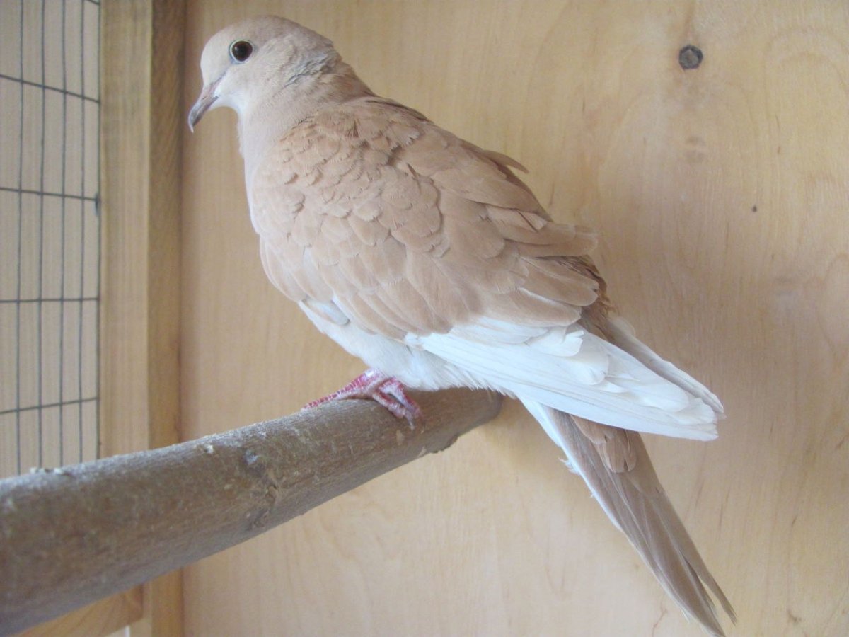 Египетская смеющаяся Горлица