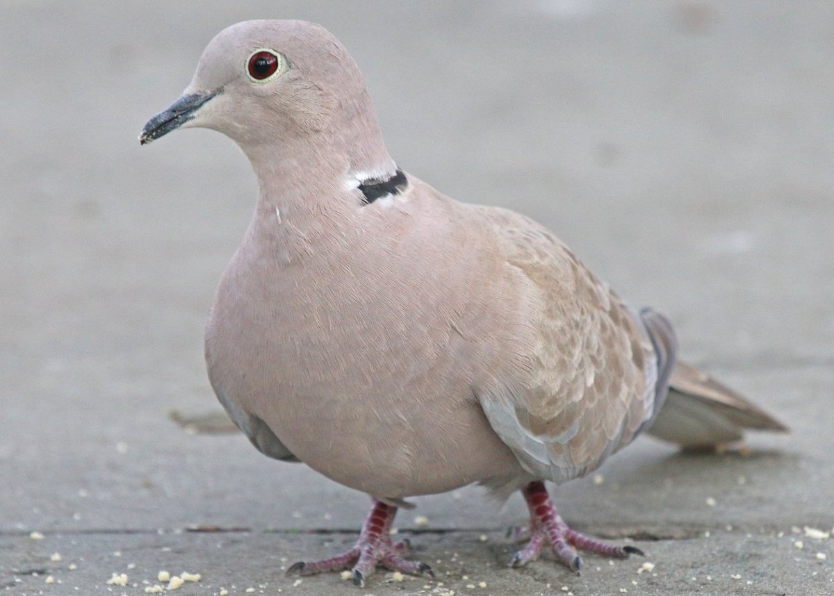 Горлица альбинос