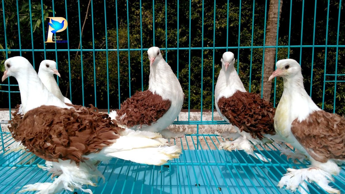 Голуби Египетский мараслат