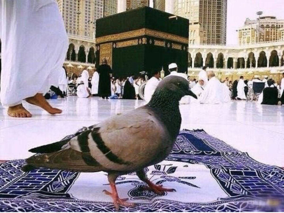 Птицы над Каабой