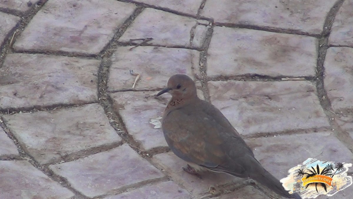 Египетский голубь фото