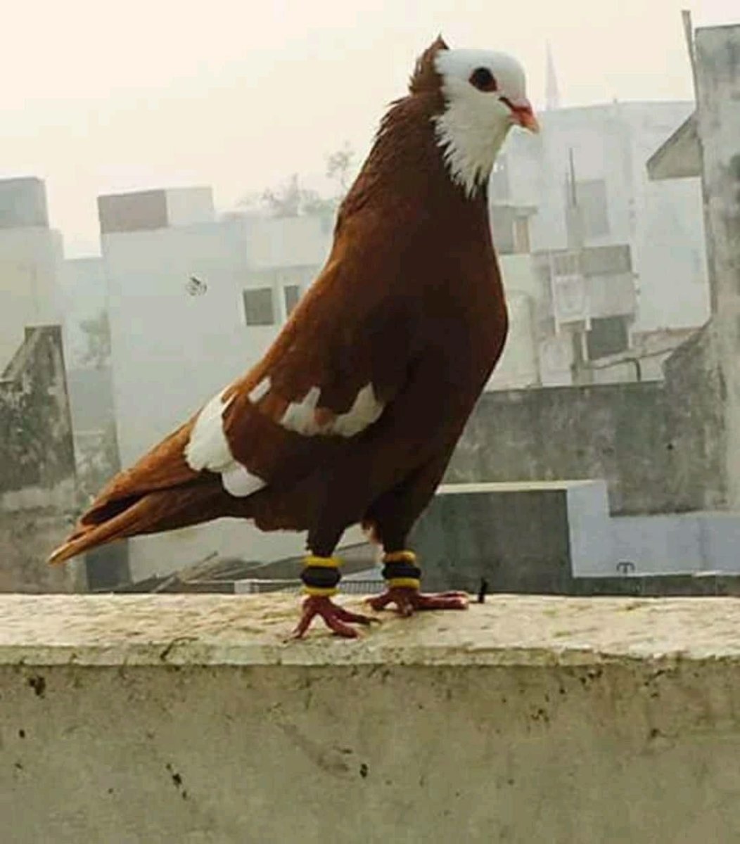 Египетский голубь Горлица