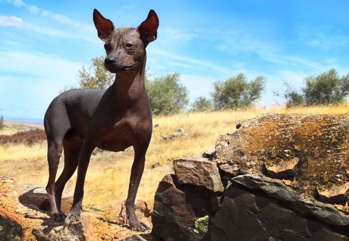 Ксолоитцкуинтли Анубис