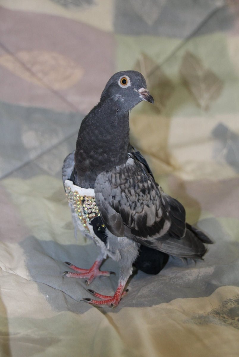 Фламандский голубь Армандо