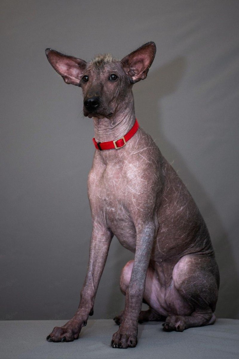 Ксолоитцкуинтли стандарт