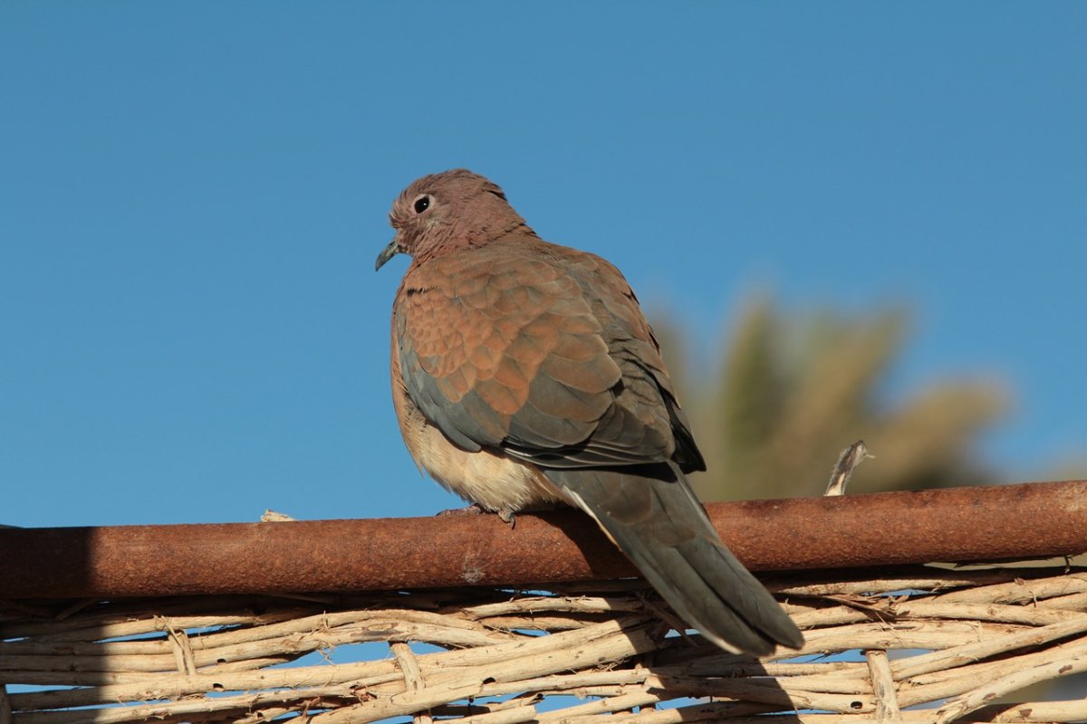 Птицы Египта