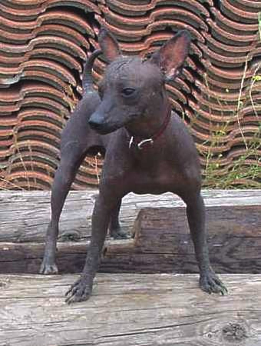 Кетцалькоатль собака ксолоитцкуинтли