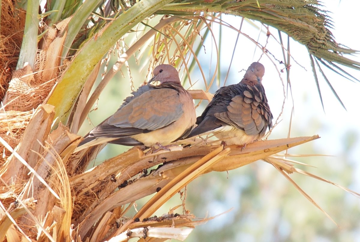 Голубятня в Египте