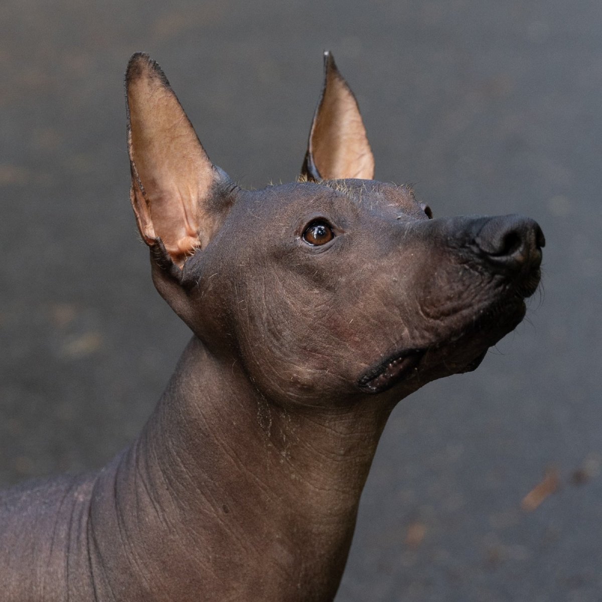 Ксолоитцкуинтли Анубис экстерьер