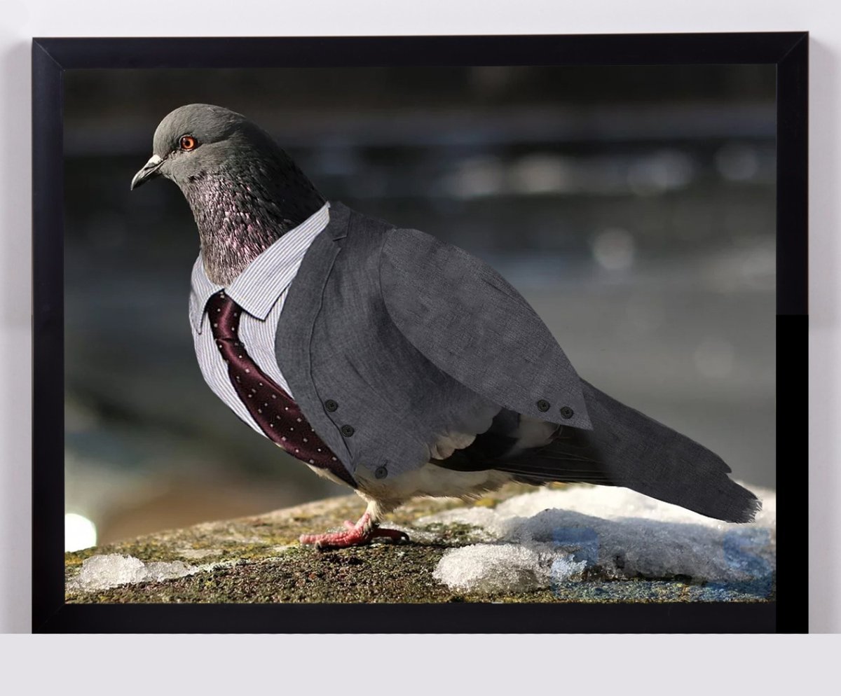 Голубь в пиджаке