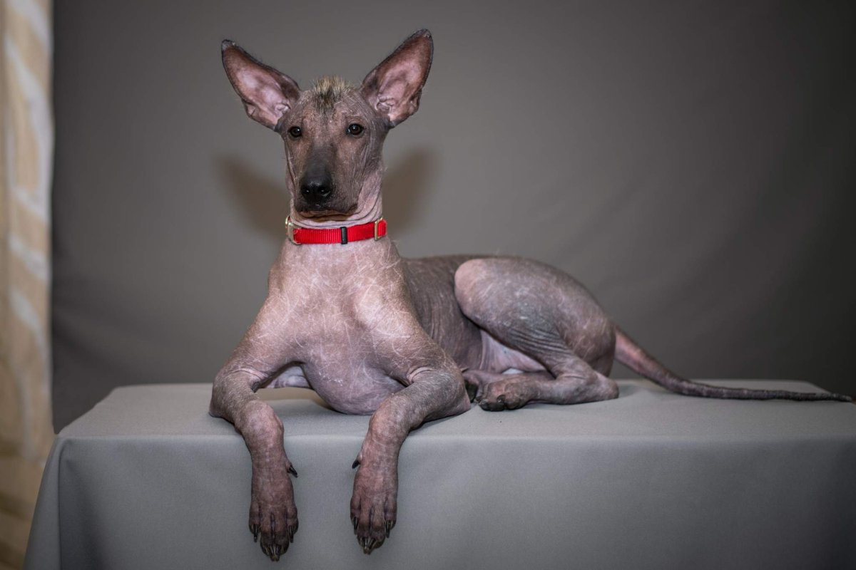 Ксолоитцкуинтли в шерсти