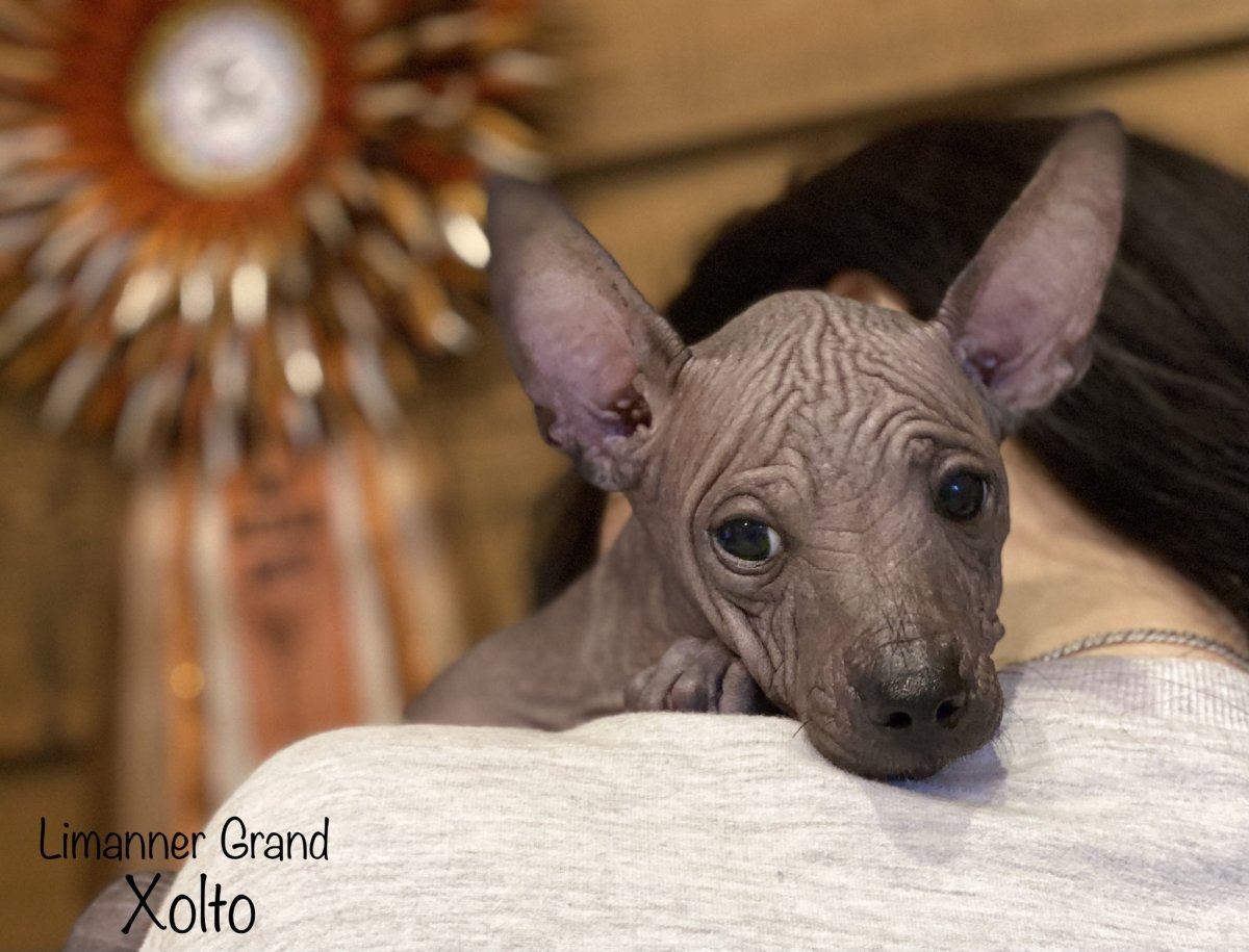 Лиманнер Гранд ксоло