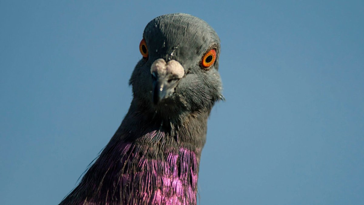 Сумасшедший голубь