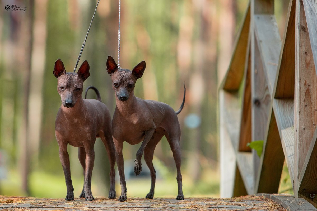 Ксолоитцкуинтли бронза