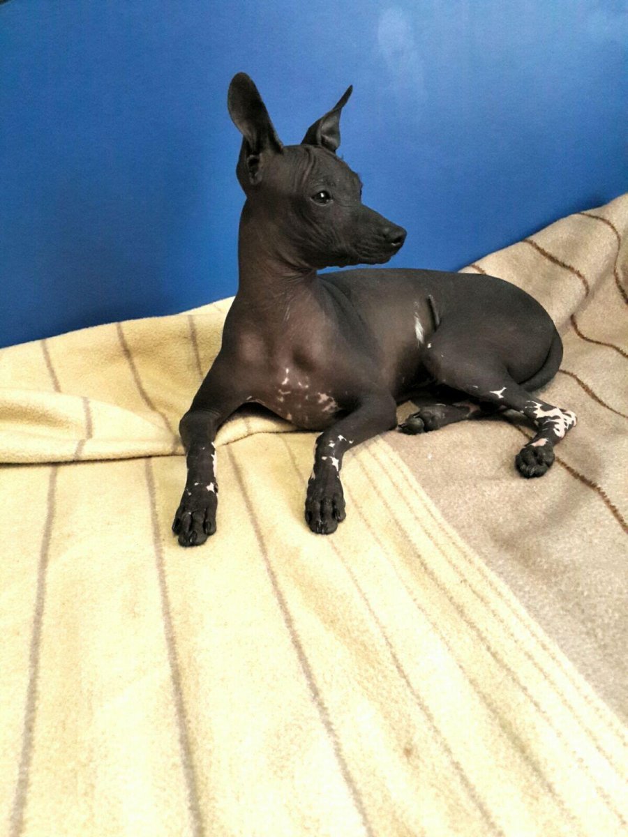 Ксолоитцкуинтли дель Торо