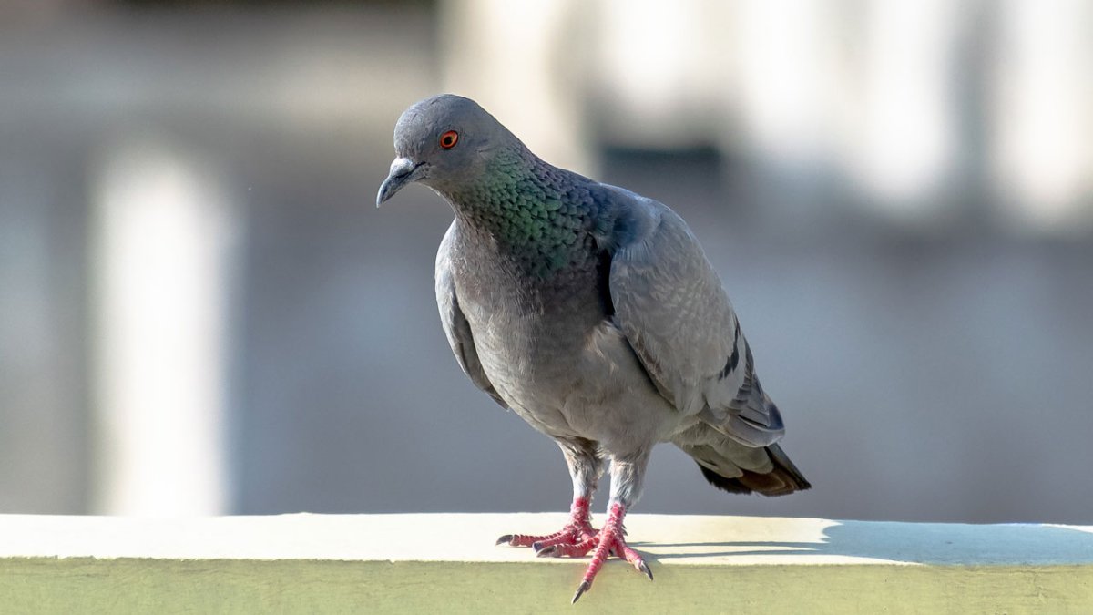 Голубь на подоконнике