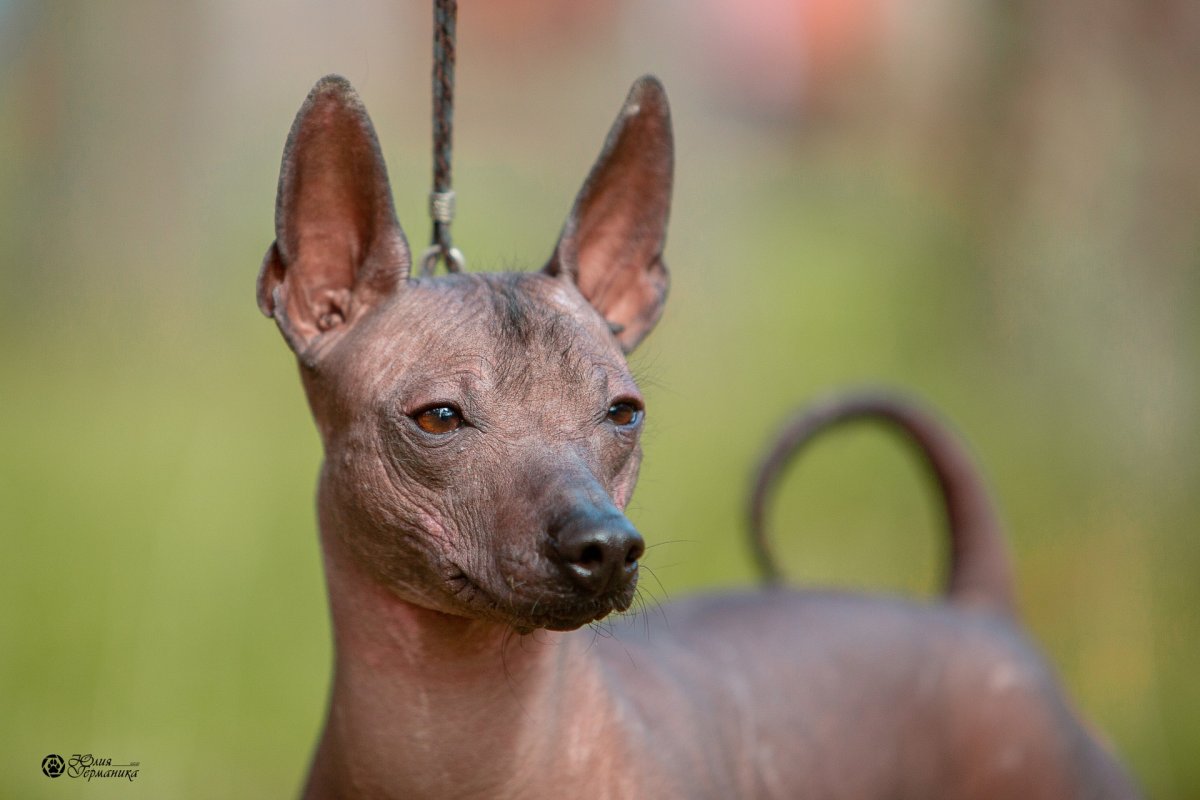 Египетская собака ксолоитцкуинтли