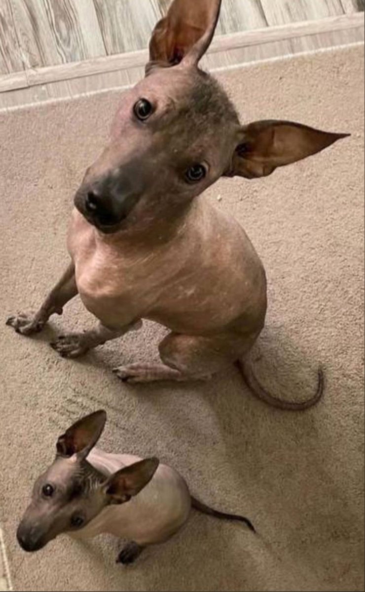 Найдена собака ксоло