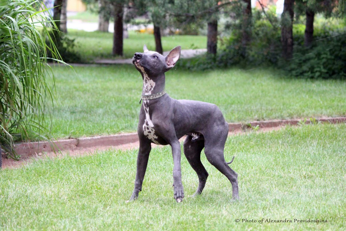 Мексиканская длинношерстная собака
