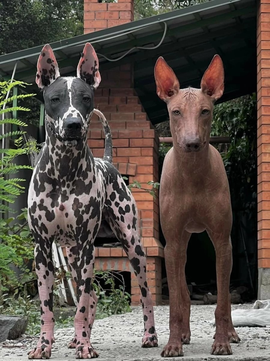 Ксоло пятнистый