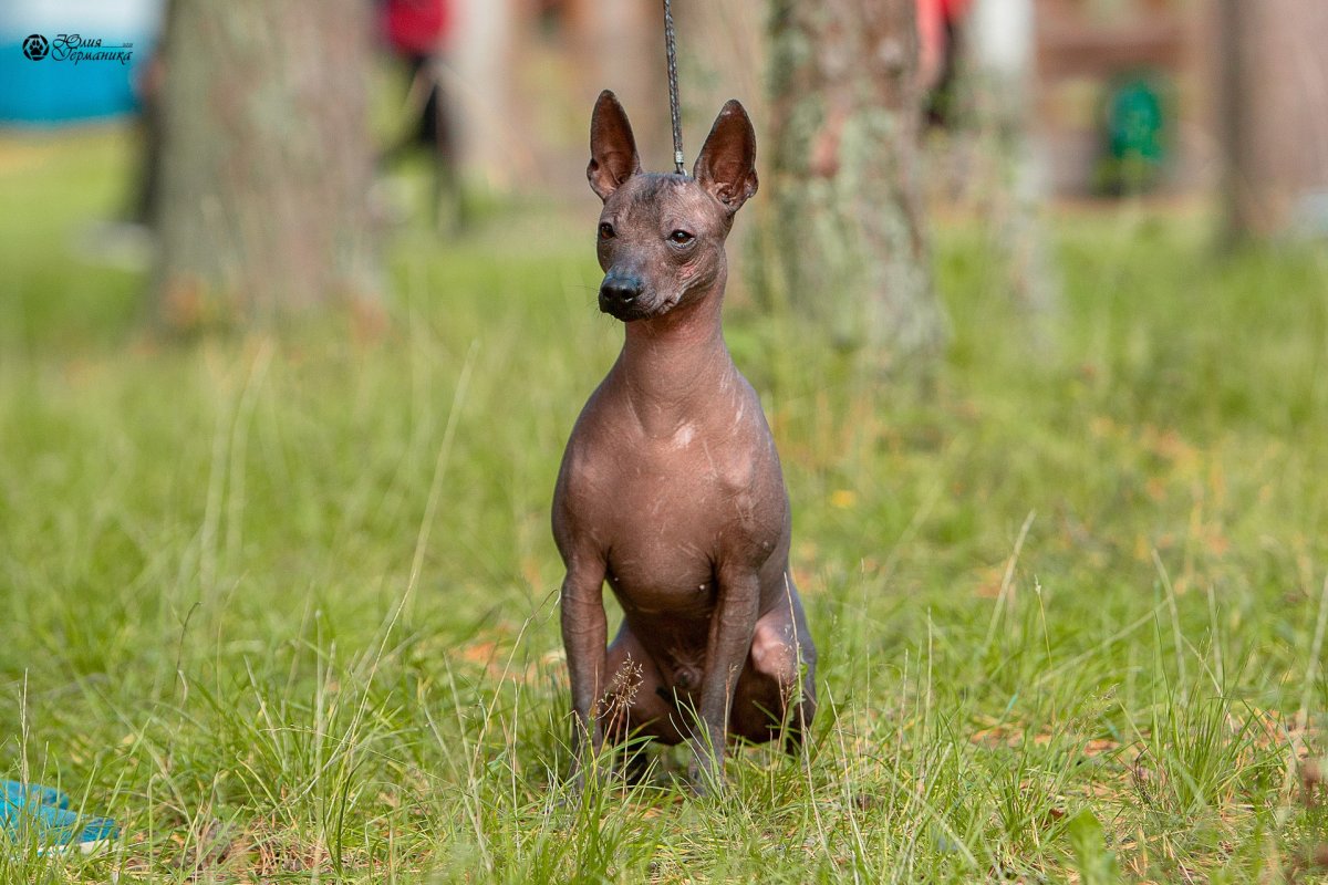 Ксоло стандарт