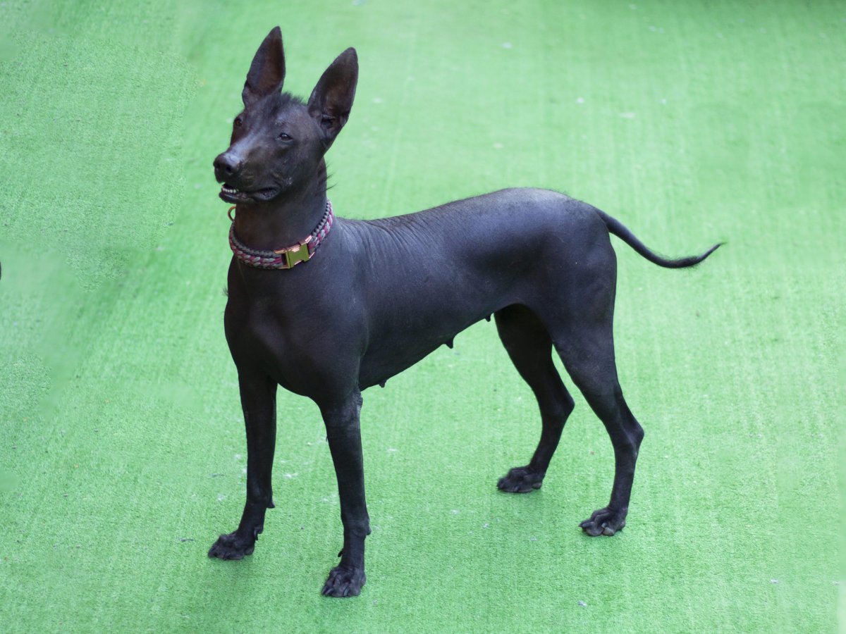 Ксоломания Юлиана Острижко