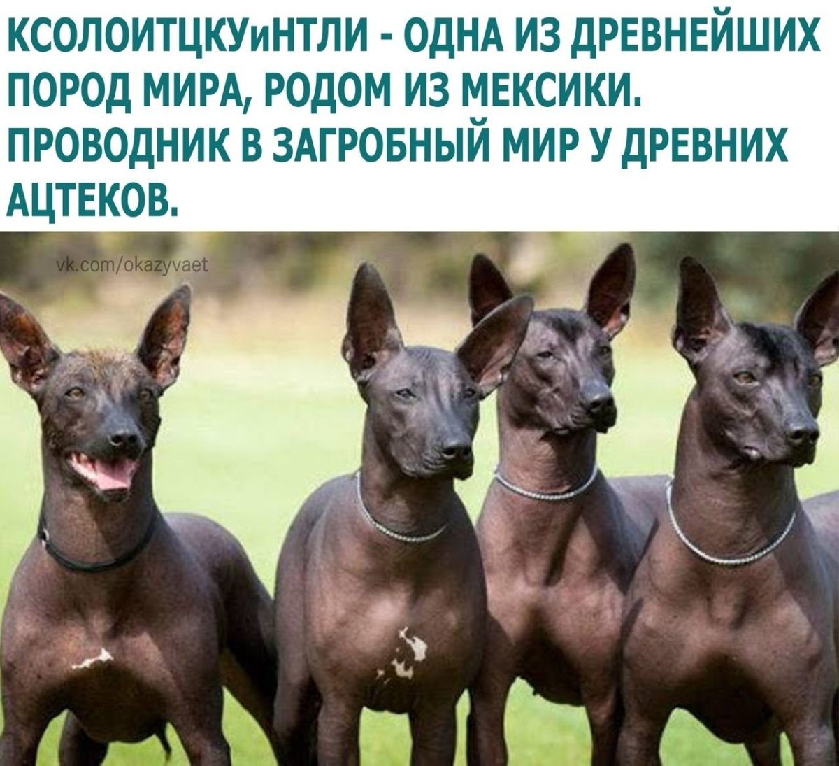 Ксолоитцкуинтли Анубис