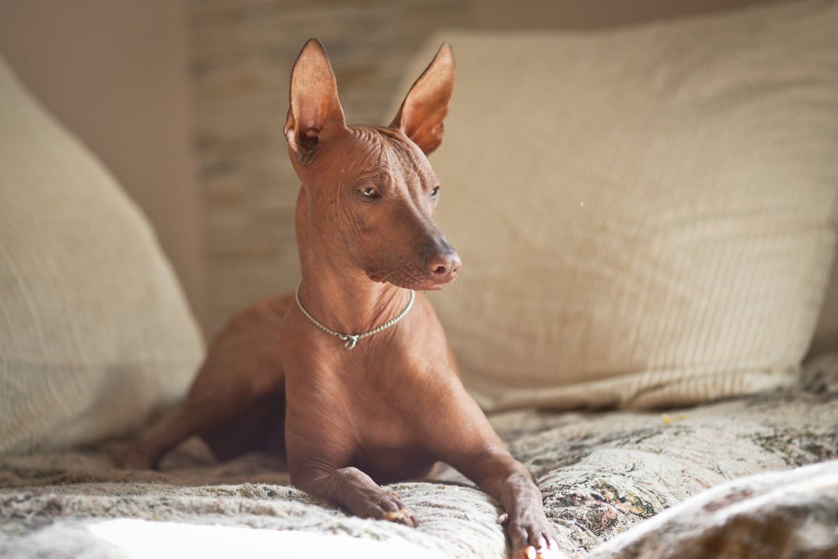 Ксолоитцкуинтли - Орхидея инков