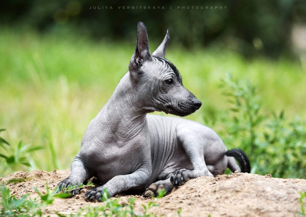 Собака ксолоитцкуинтли мини