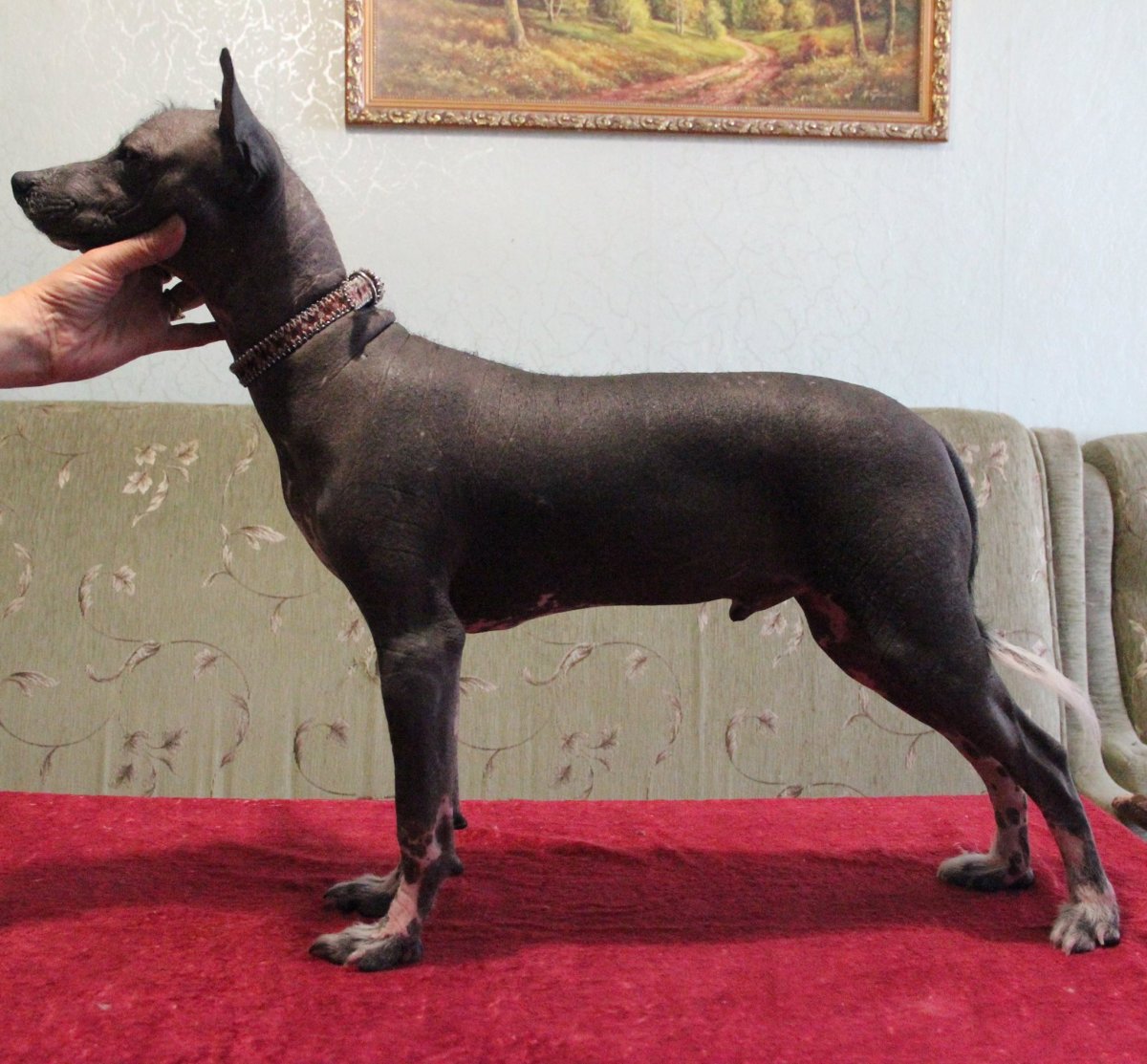 Мексиканская собака