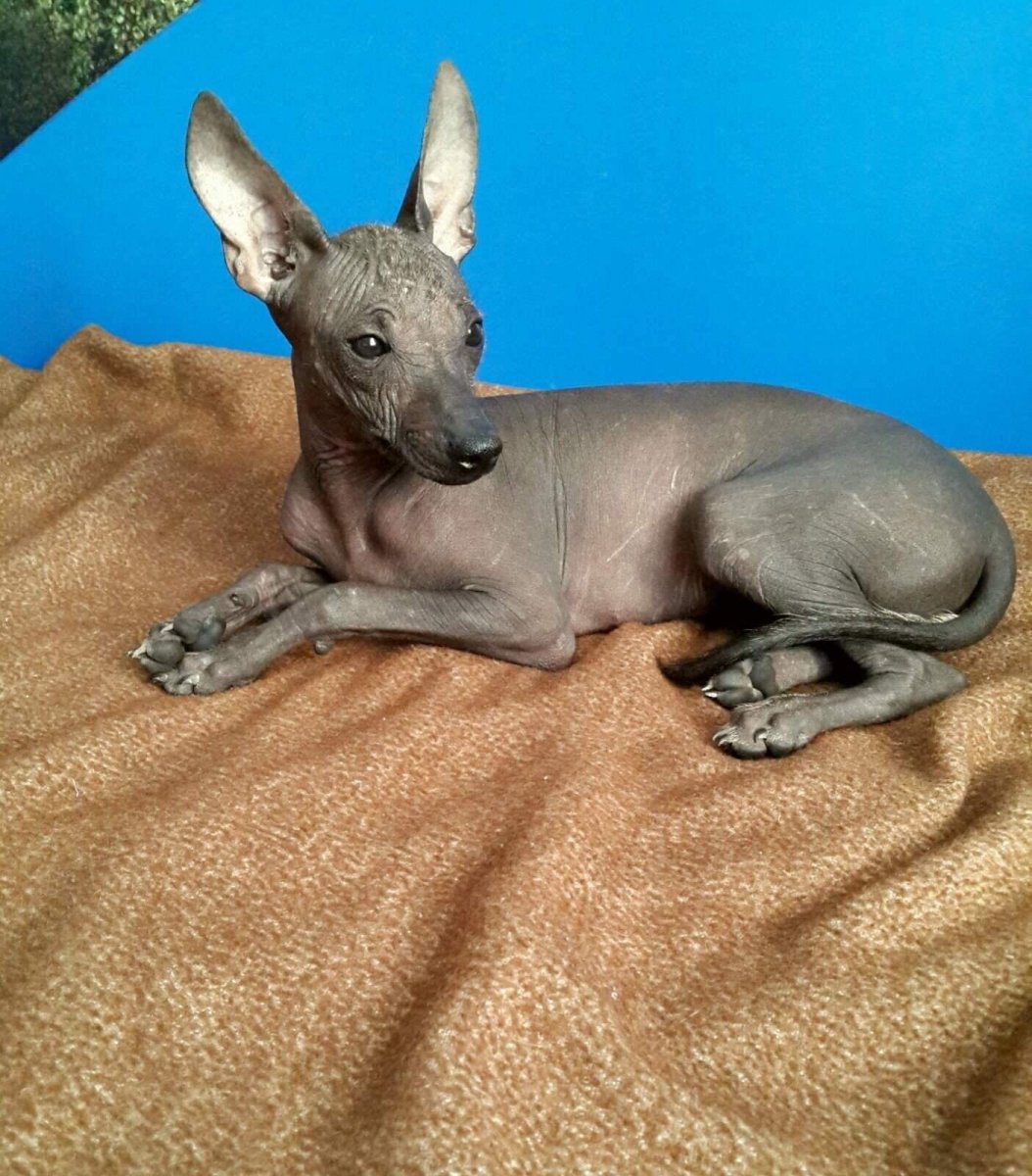 Ксолоитцкуинтли - ксоло