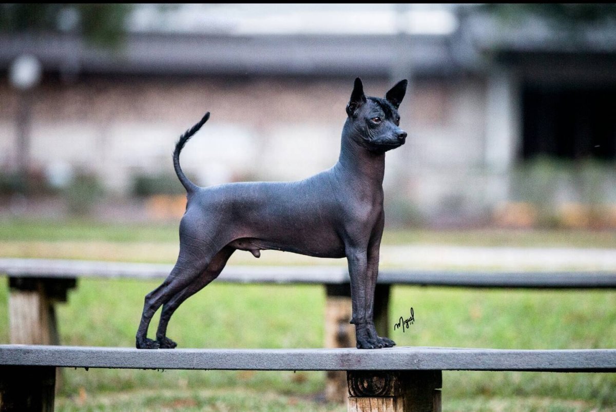 Ксоло Мексиканская хохлатая