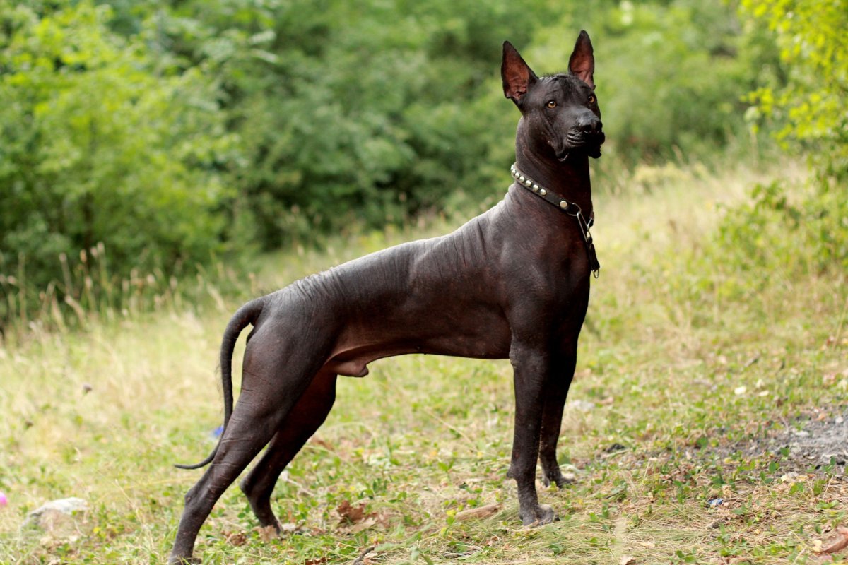 Собака Анубис порода ксолоитцкуинтли