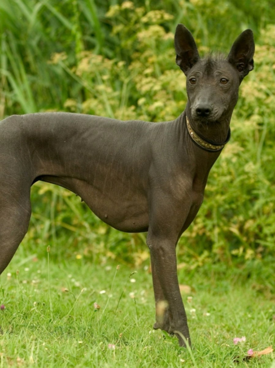 Ксолоитцкуинтли Анубис