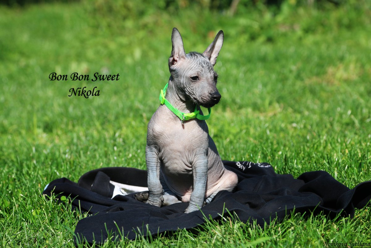 Ксолоитцкуинтли Коко