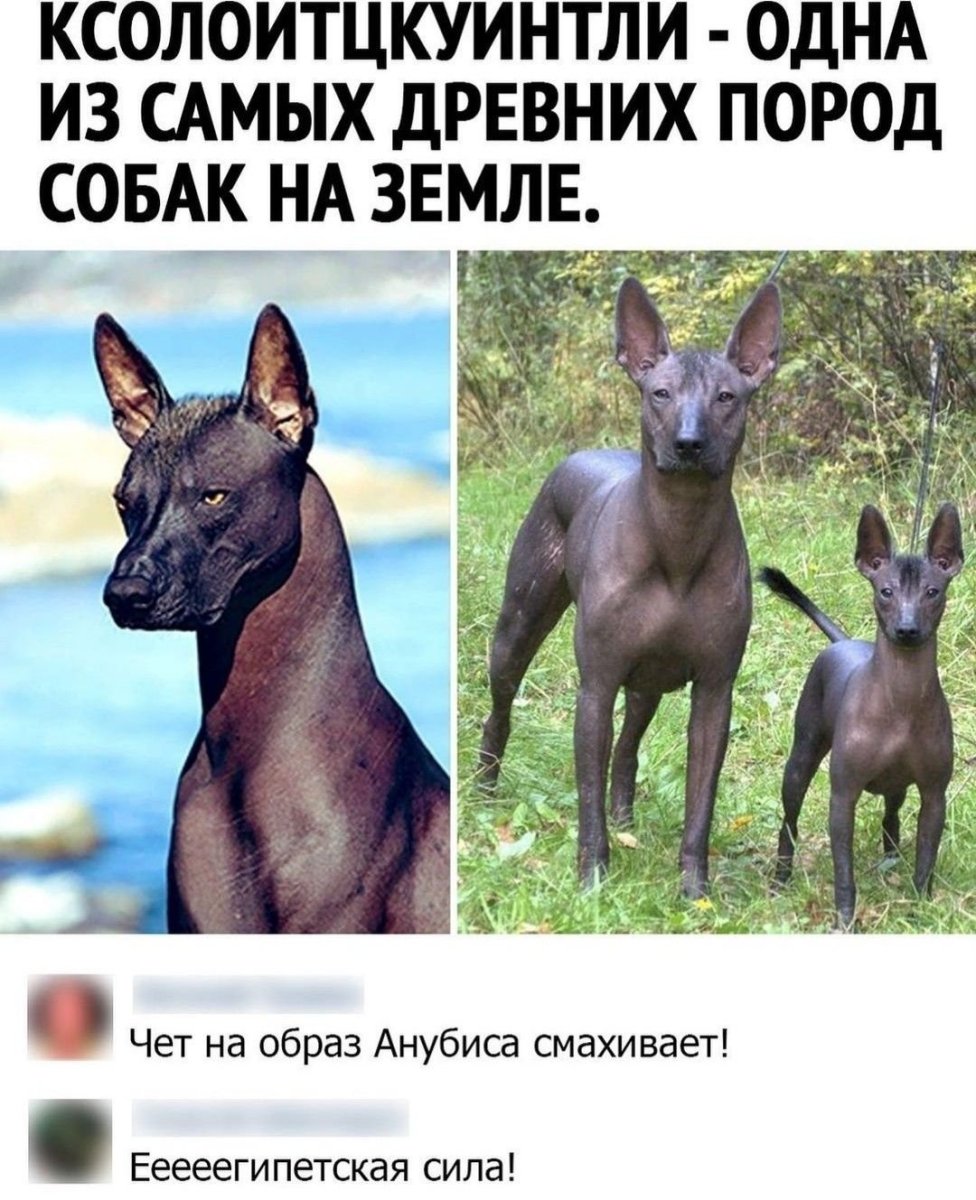 Ксолоитцкуинтли Анубиса Анубис