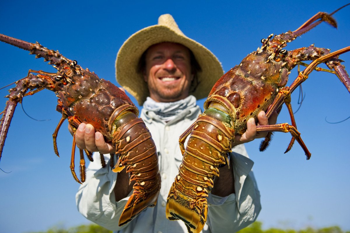 Лангусты лангустины омары