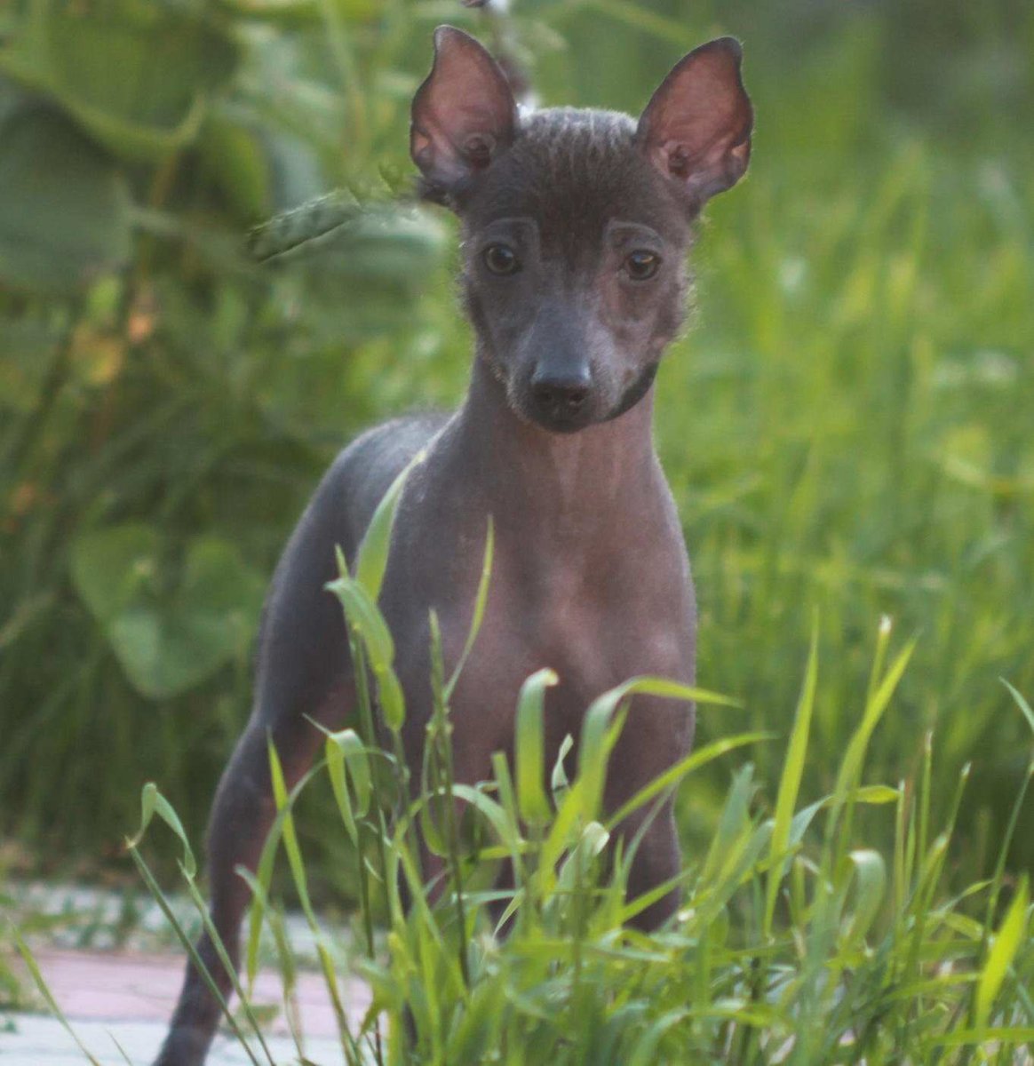 Щенки ксоло мини