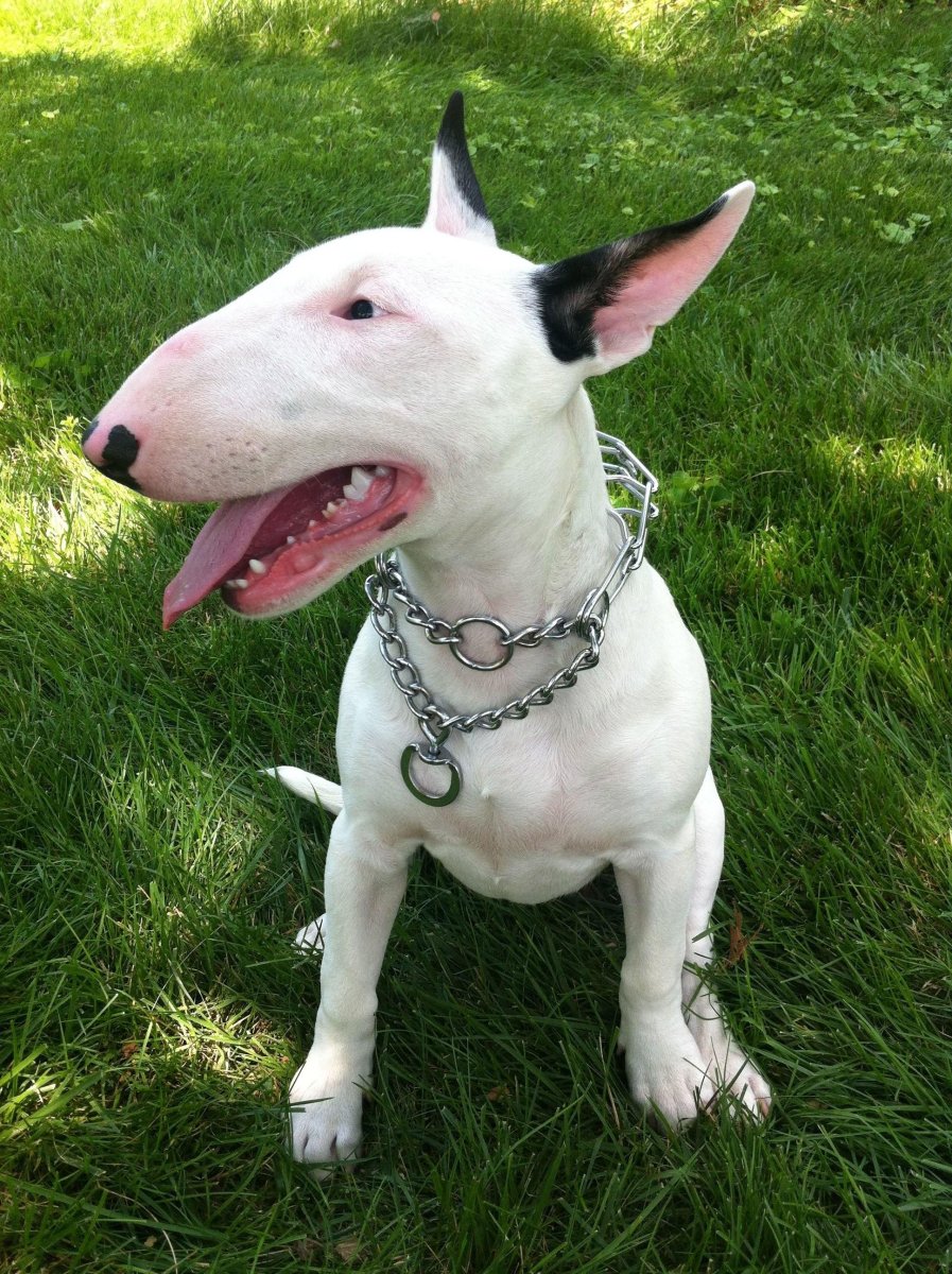 Бультерьер Хинкса