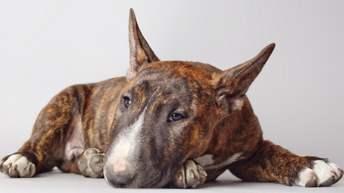 Бультерьер тигровый