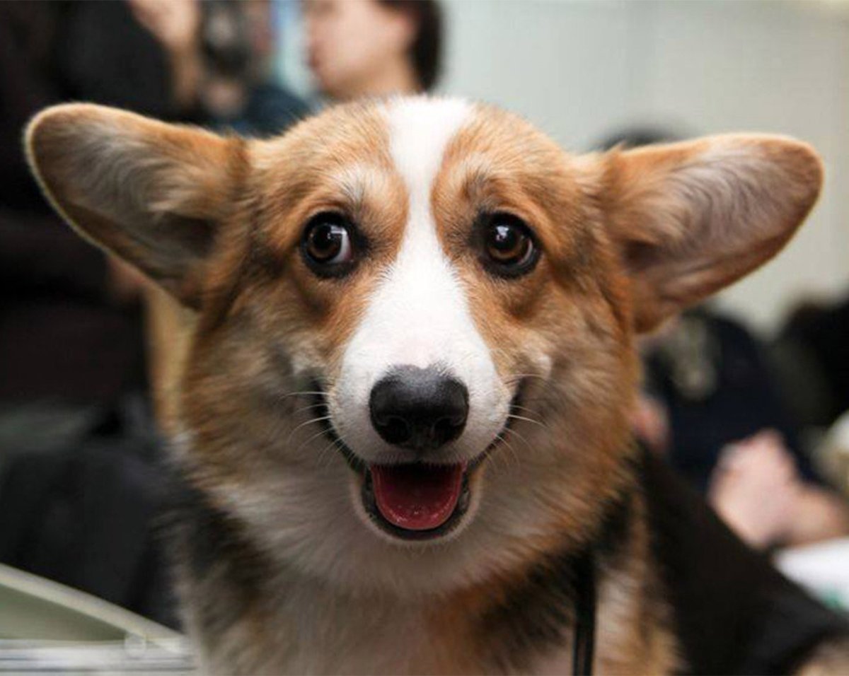 Приколы с собаками