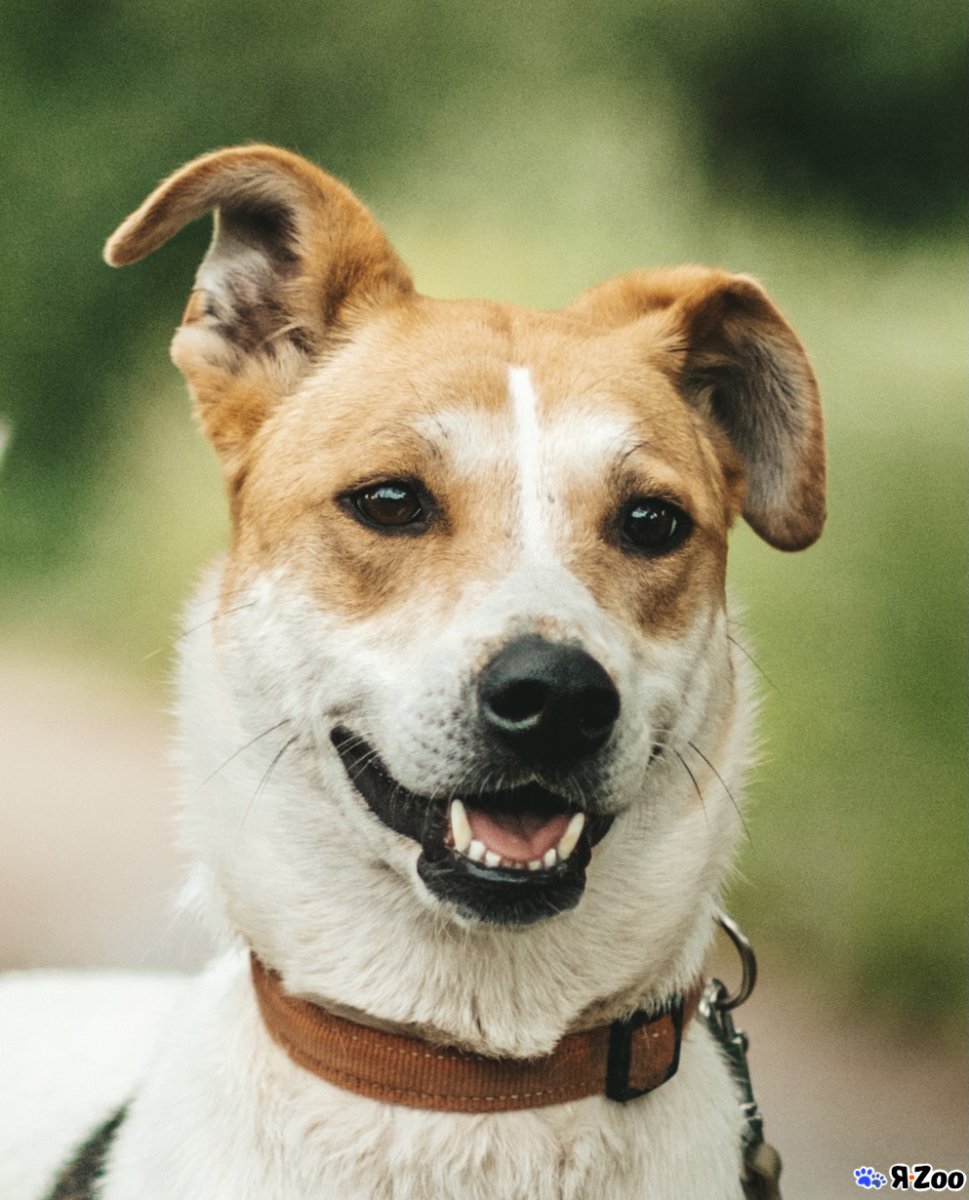 Собака с блином на морде