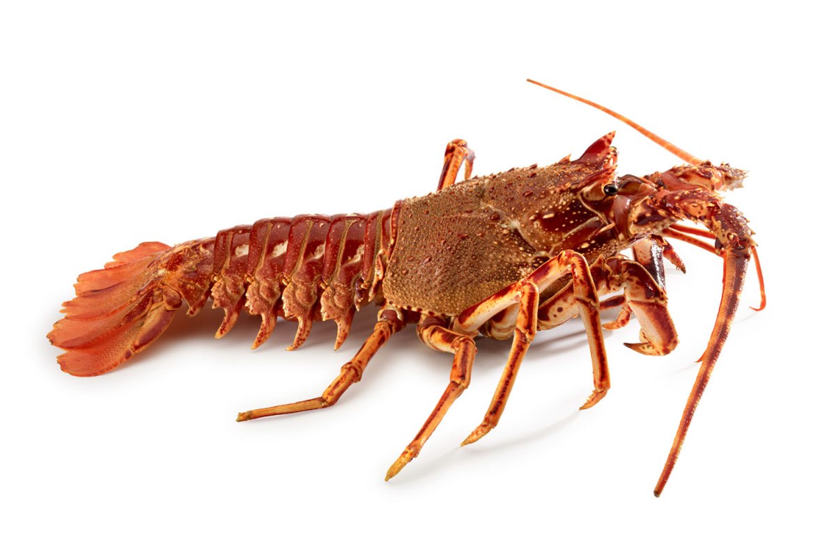 Лангусты ракообразные
