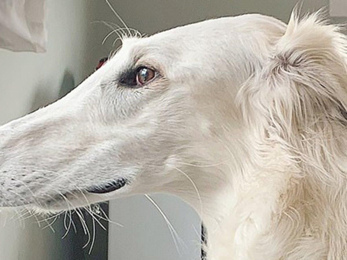 Борзая Эрис собака