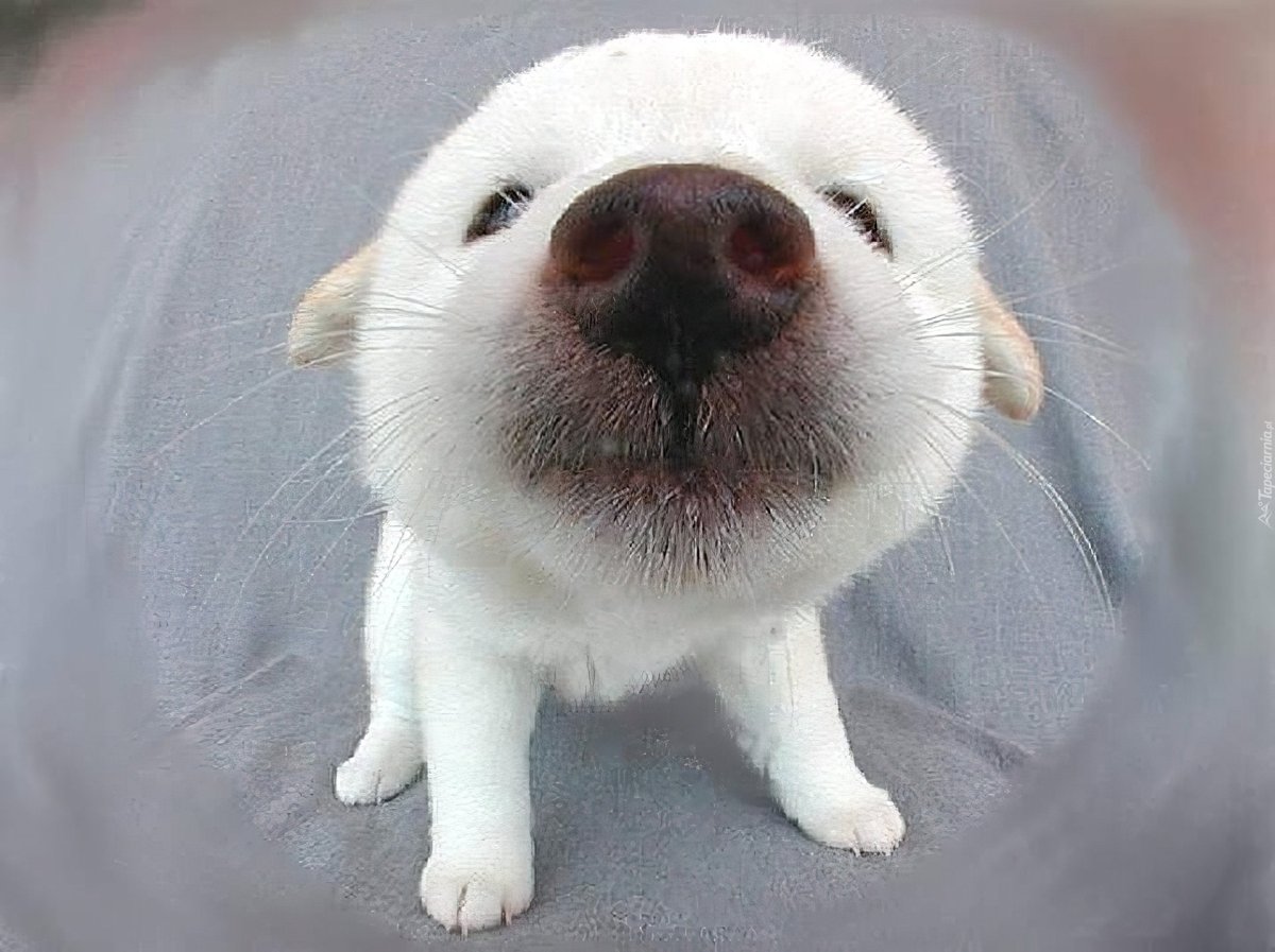 Смешные собаки