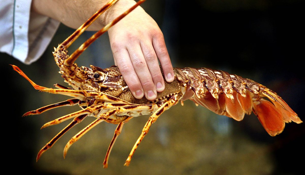 Лангустины лобстеры