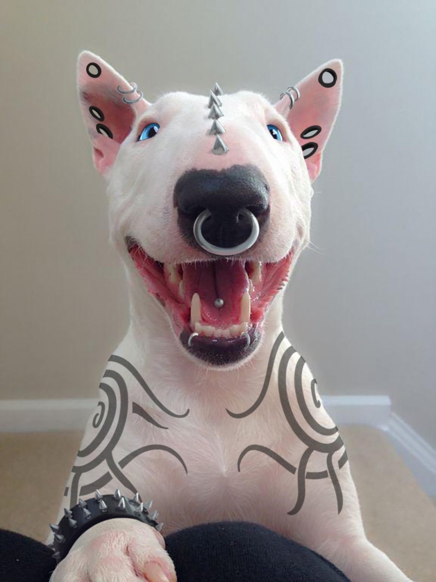 Бойцовский бультерьер