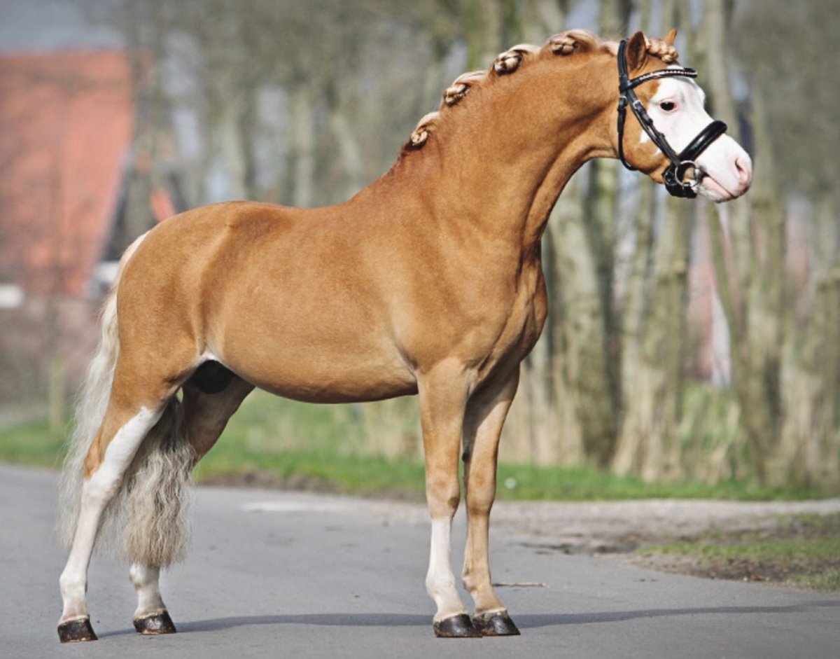 Уэльский верховой пони