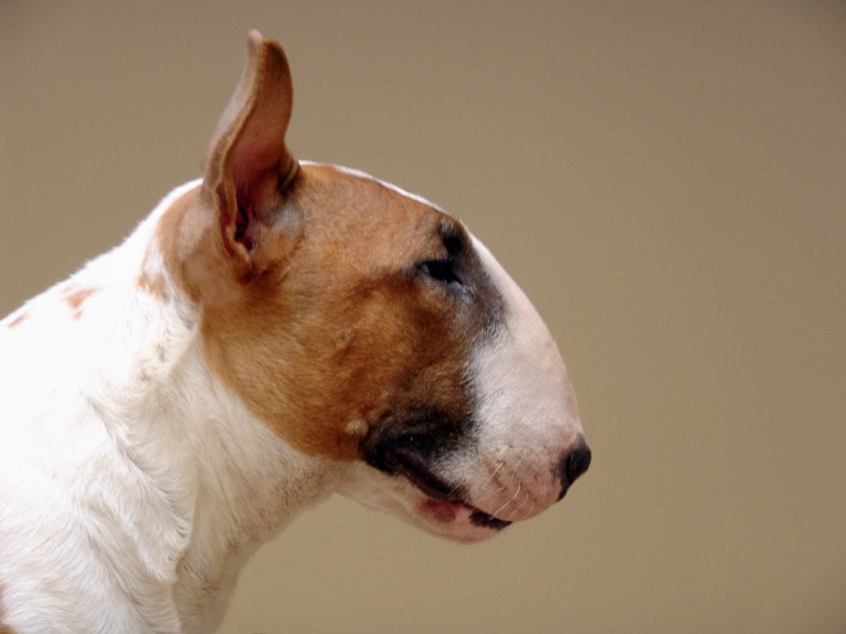 Бультерьер оранжевый